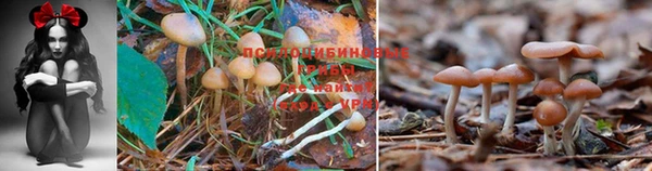 дмт Абинск